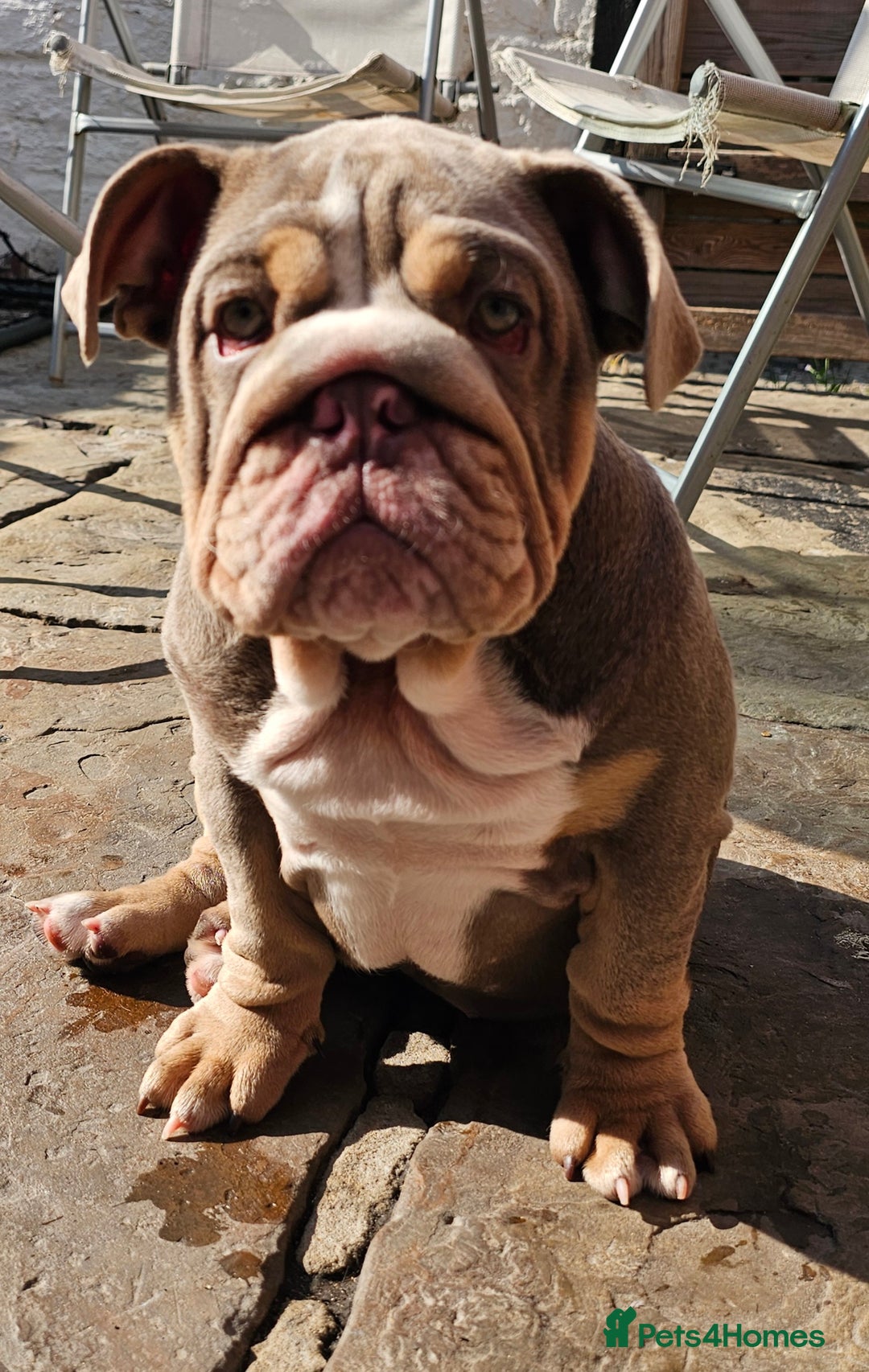 English Bulldog dogs for sale: Final Female English Bulldog available - Image 11