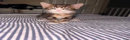Mixed Breed cats for sale: 5 kittens for sale. in Wolverhampton - Advert 6
