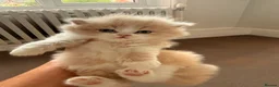 British Shorthair cats for sale: British Shorthair & Longhair Kittens GCCF Reg - Advert 20