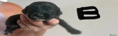 Cocker Spaniel 1