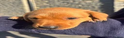 Labrador Retriever dogs for sale: Shiny Red Labrador Pups!  - Advert 28