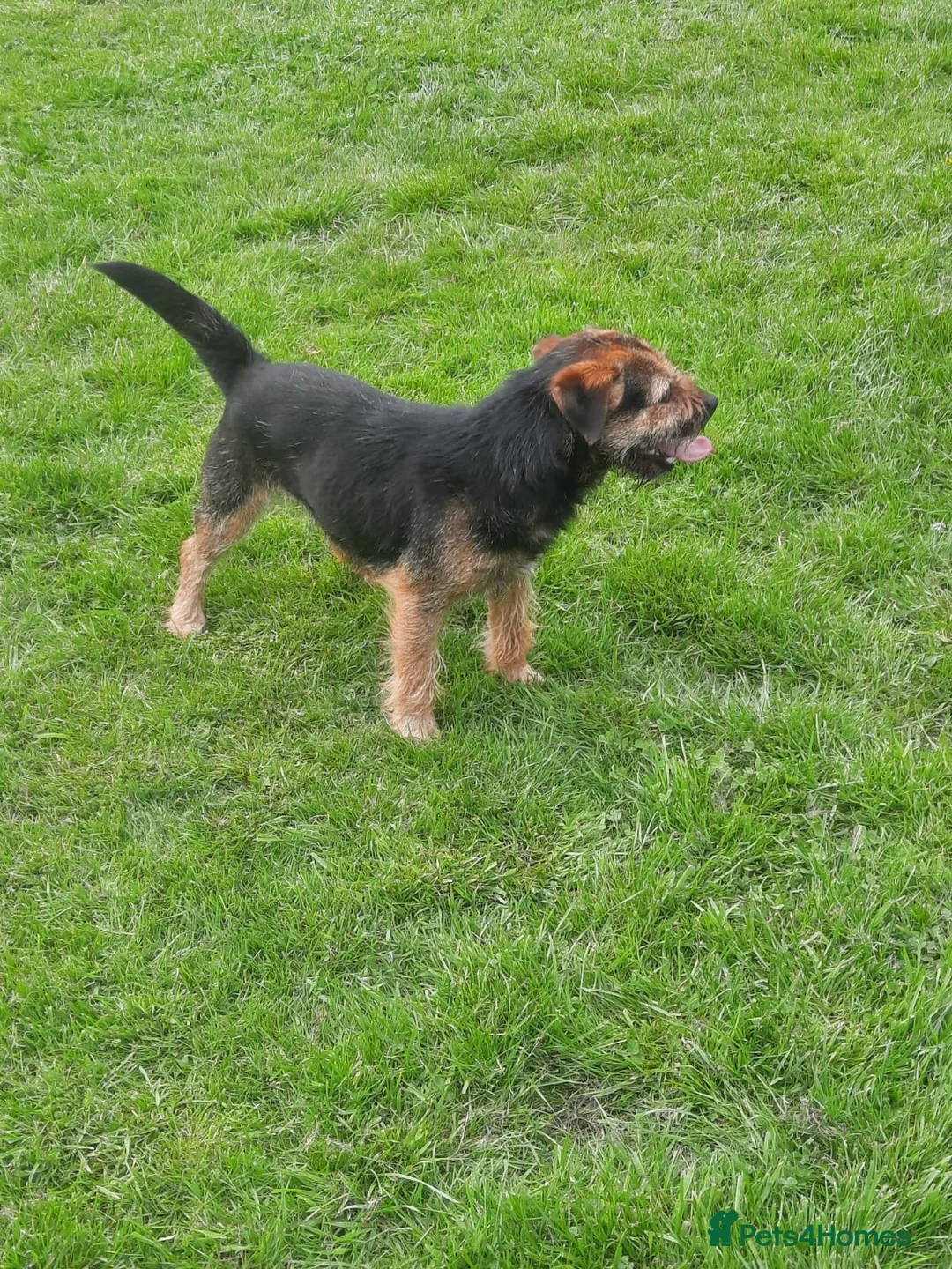 Border Terrier dogs for stud: border terrier in Chard - Advert 4