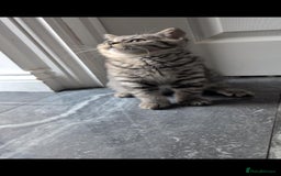 British Shorthair cats for sale:  Ready now. British shorthair kittens  - Image 18