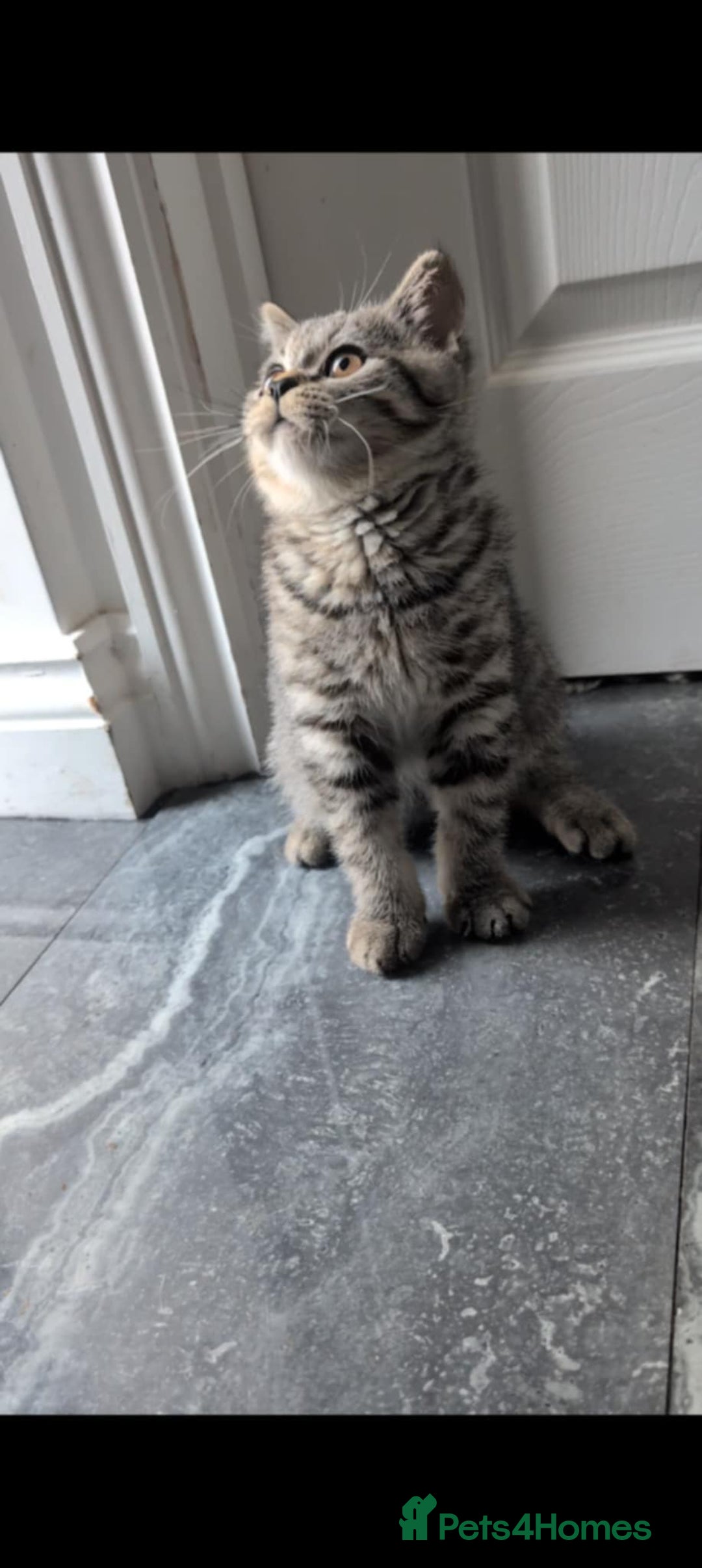 British Shorthair cats for sale:  Ready now. British shorthair kittens  - Image 18