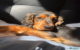Cocker Spaniel dogs for sale: Rocky - 4.5 year old cocker spaniel - Image 18