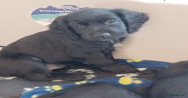 Cocker Spaniel dogs - Advert 8