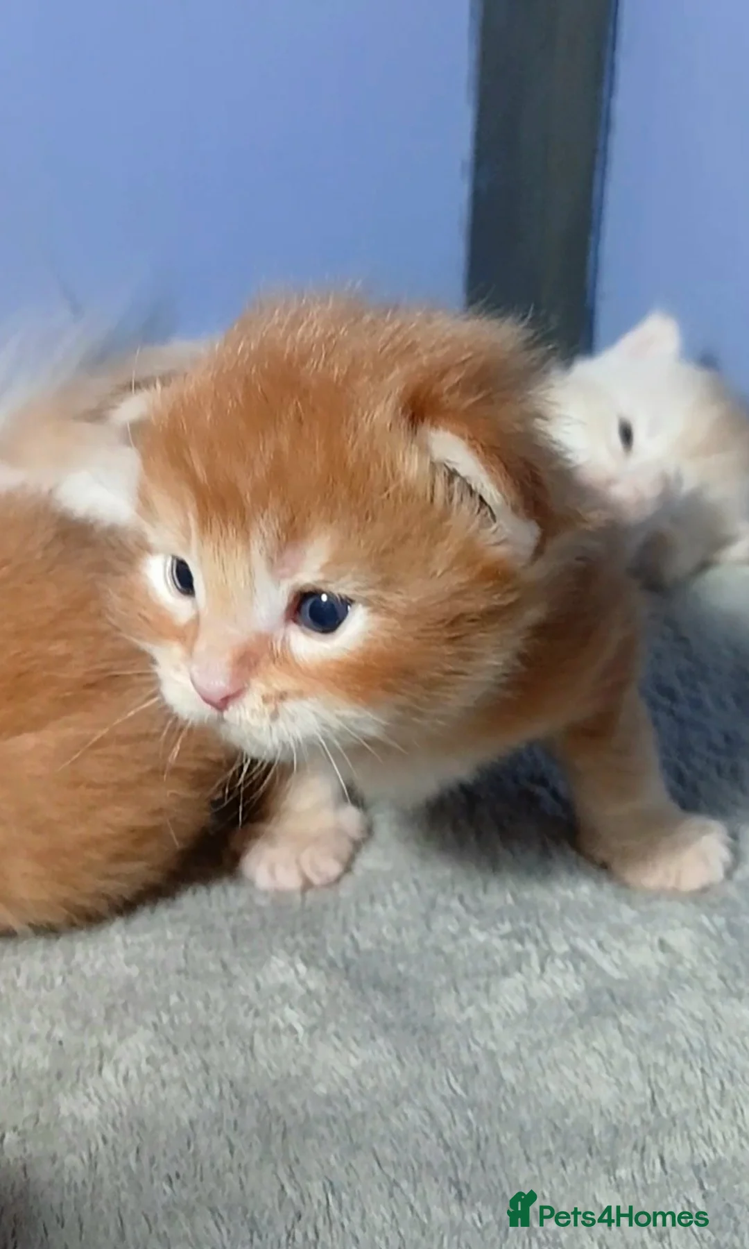 Maine Coon cats for sale: Sweet and Beautiful Pure Breed Maine Coon Kittens - Advert 10