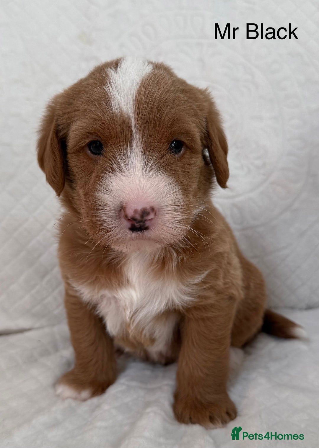 Australian Labradoodle dogs for sale: Australian Labradoodle Pups  - Advert 22