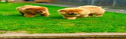 Chow Chow dogs for sale: All good in Harrow - Advert 4