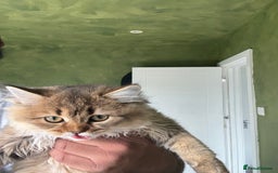 British Longhair cats for sale: Beautiful British Longhair Kittens  - Image 9