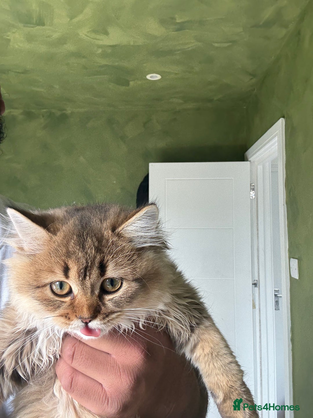 British Longhair cats for sale: Beautiful British Longhair Kittens  - Image 9