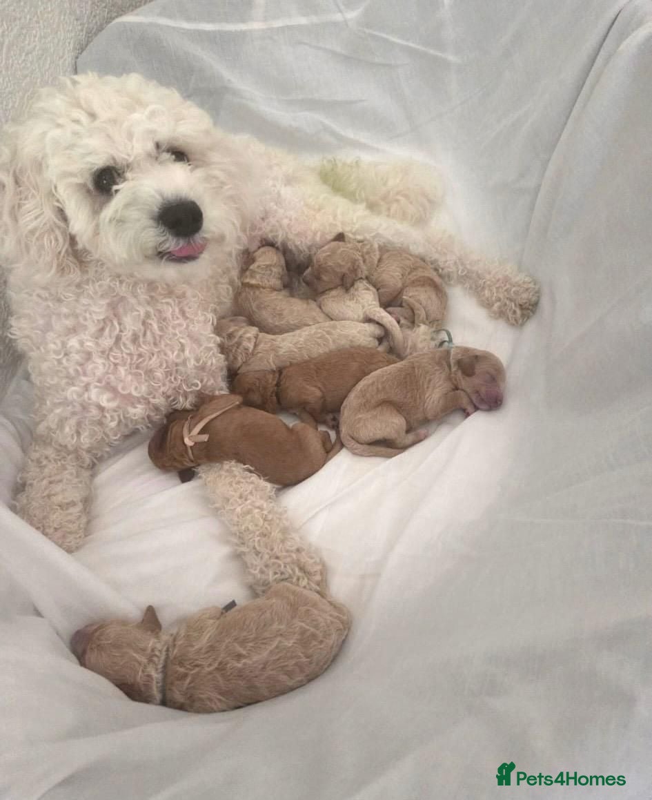Poochon dogs Beautiful Poochon pups - Advert 1