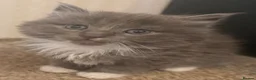 Mixed Breed cats for sale: Kittens  - Advert 1
