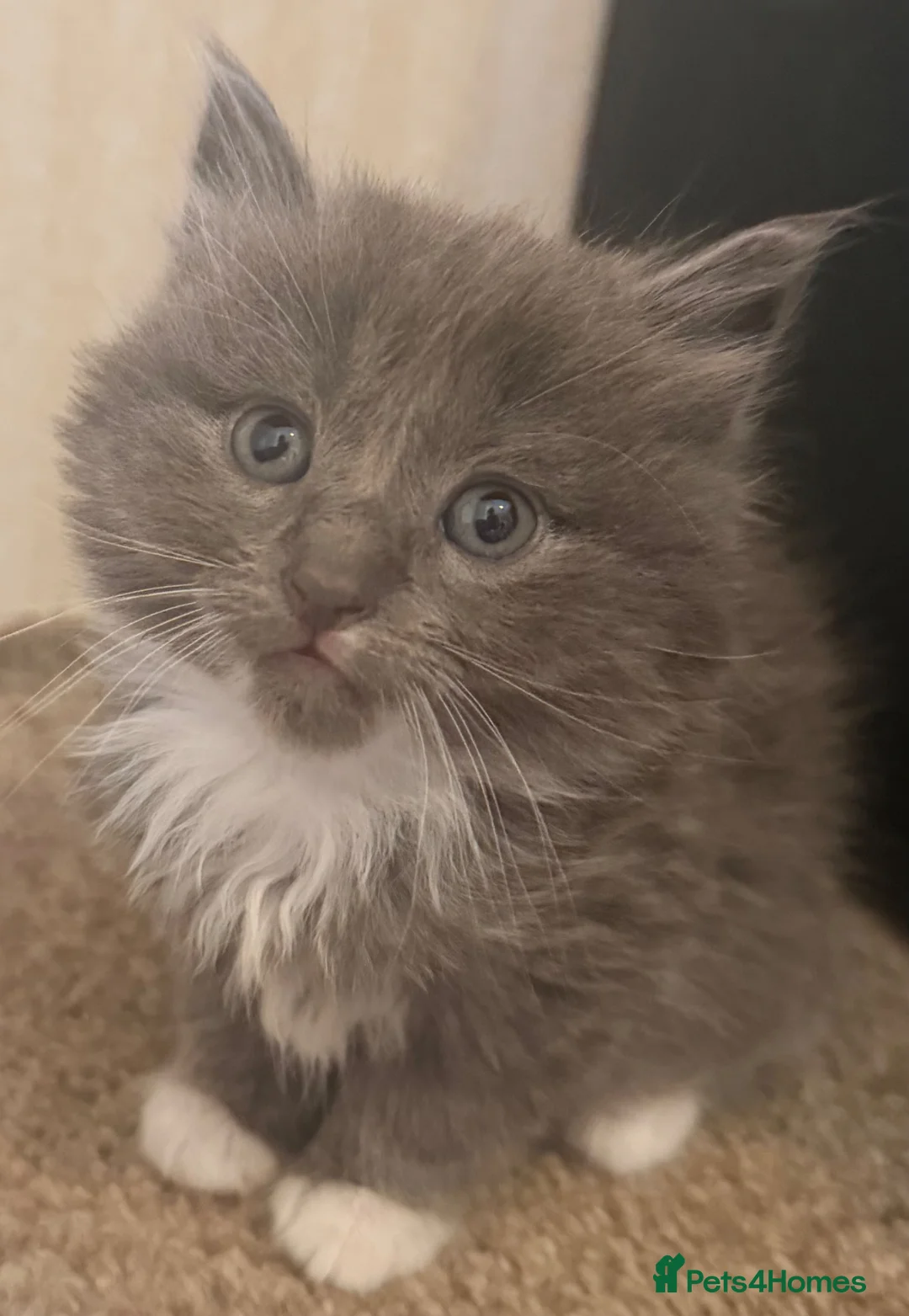 Mixed Breed cats for sale: Kittens  - Advert 1