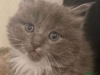 Mixed Breed cats Kittens (ready to go) - Advert 6