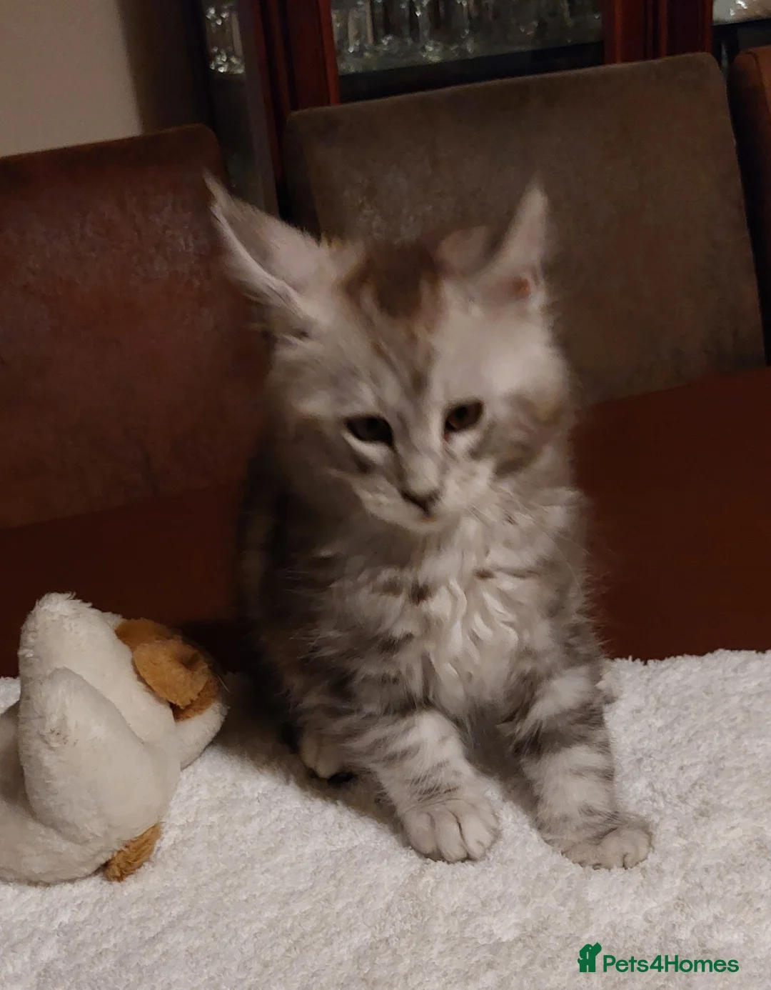 Maine Coon cats for sale: Beautiful Maine Coon Kittens (TICA) LAST ONE LEFT - Advert 2