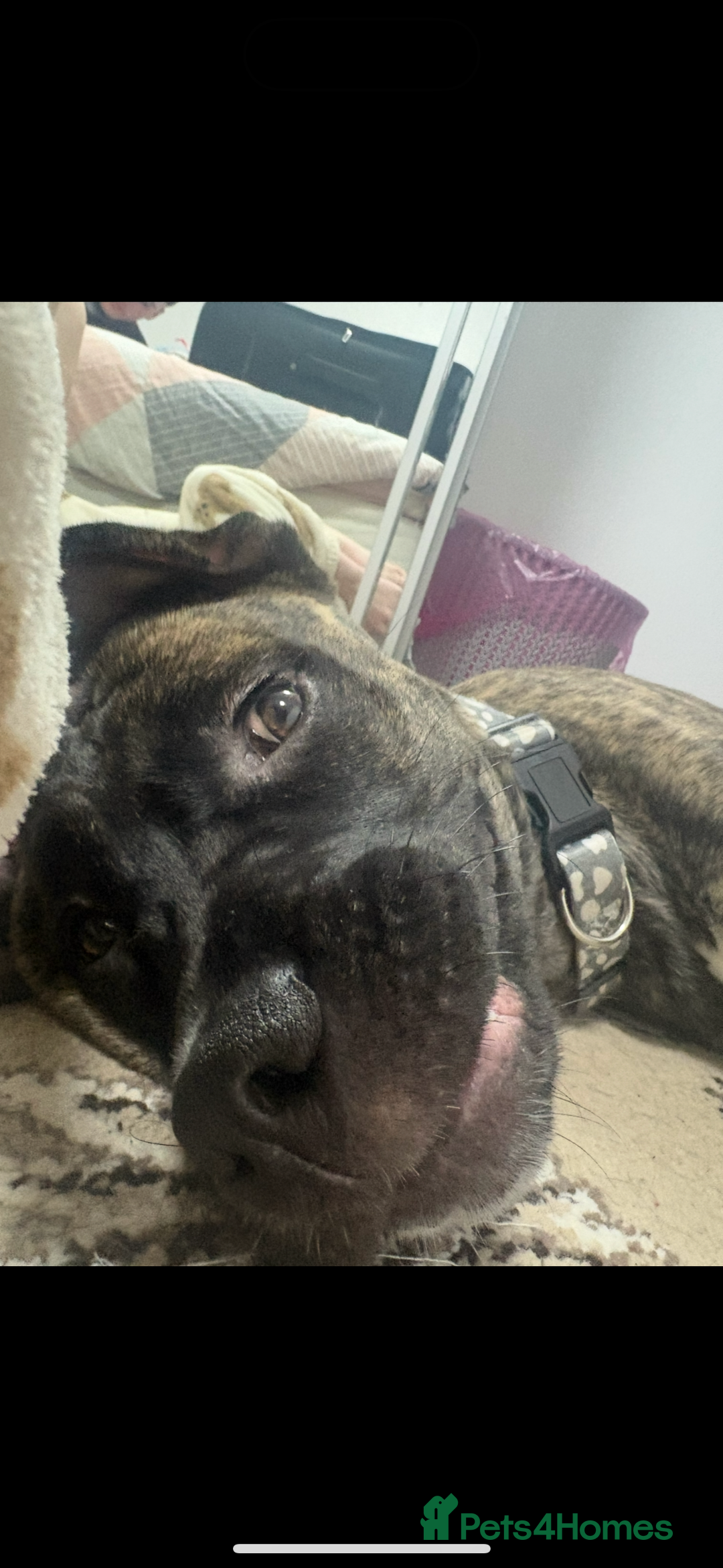 Mixed Breed dogs for sale: This is nova - Advert 10