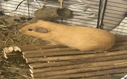 Guinea Pig rodents for sale: Caramel the Guinea pig - Image 1