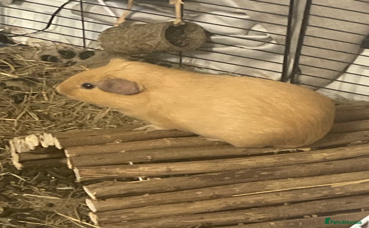 Guinea Pig rodents - Advert 1