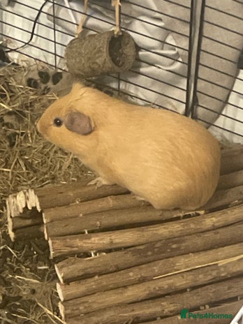 Guinea Pig rodents - Advert 1