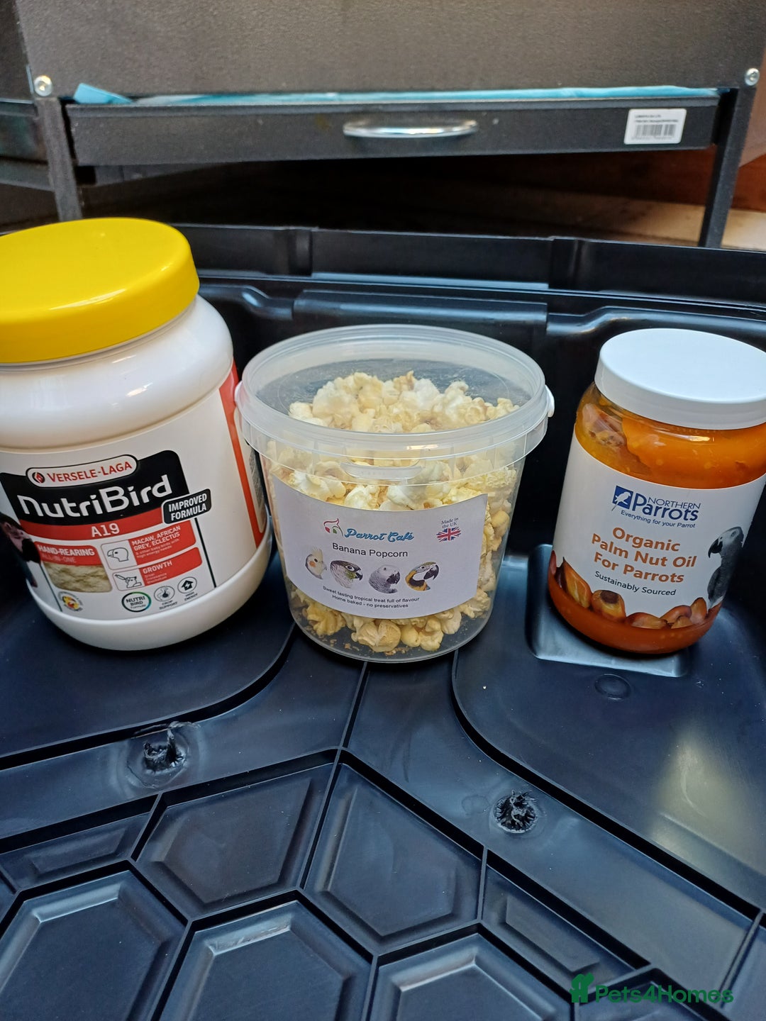 Macaws birds for sale: Blue & Gold Macaw For Sale - Image 16