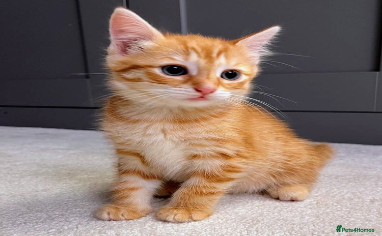 Mixed Breed cats - Advert 1