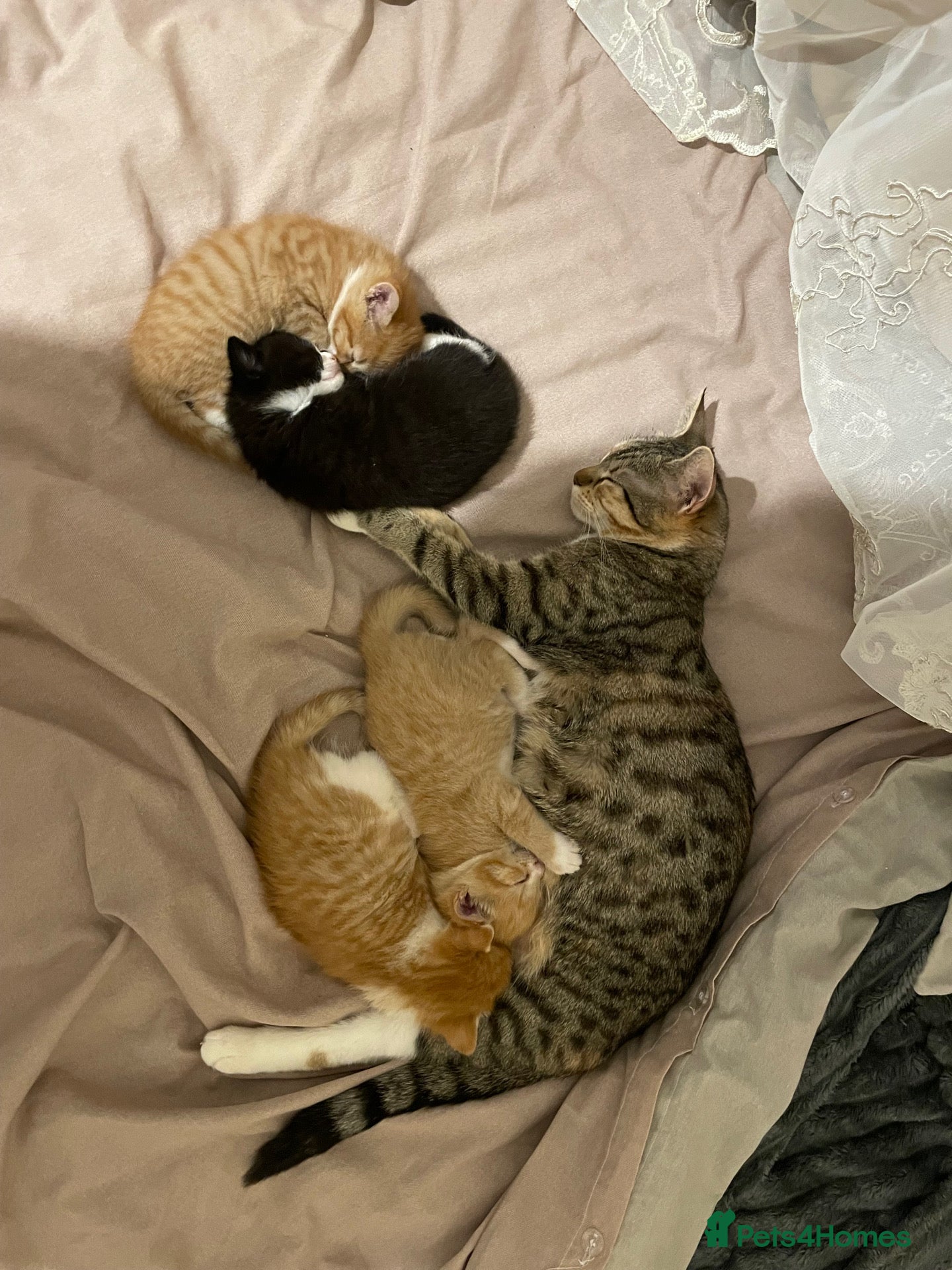 Mixed Breed cats The cutest Kuma + Chopper + Choso + Sakura  - Advert 1