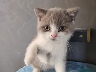 British Shorthair cats british shorthairs ready now 2 boy 1 girl - Advert 3