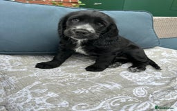 Cocker Spaniel dogs for sale: Stunning KC registered Working Cocker Spaniels  - Image 19