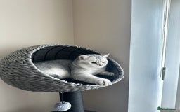 Scottish Fold cats for sale: Adorable Scottish fold silver kittens  - Image 21