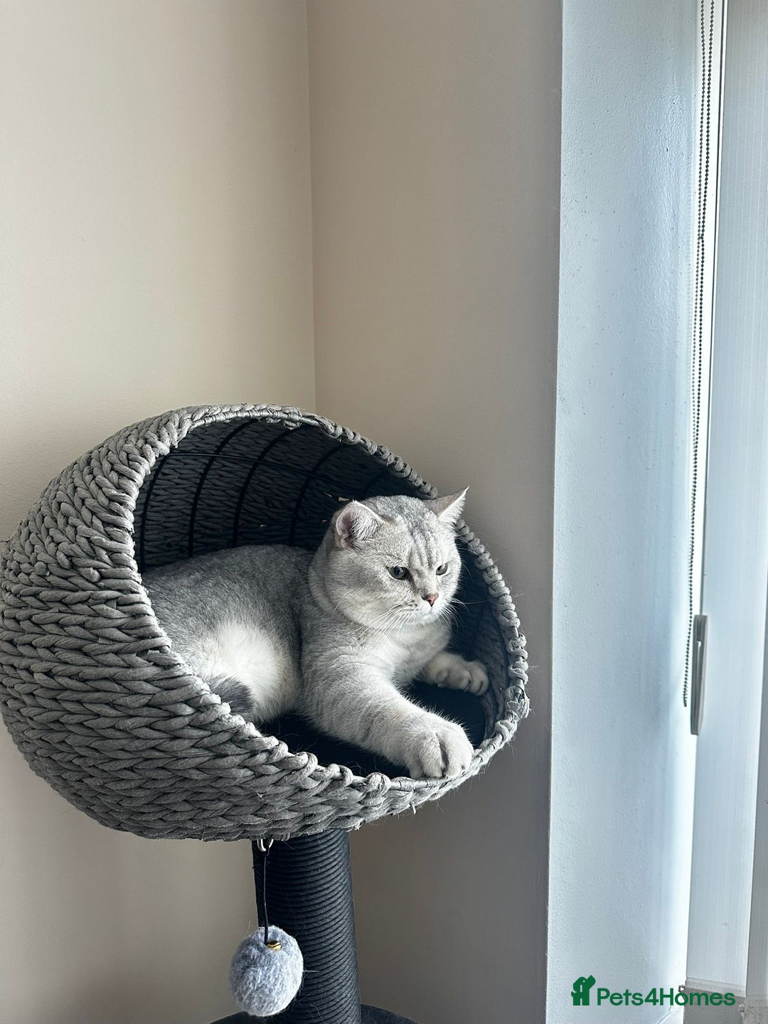 Scottish Fold cats for sale: Adorable Scottish fold silver kittens  - Image 21