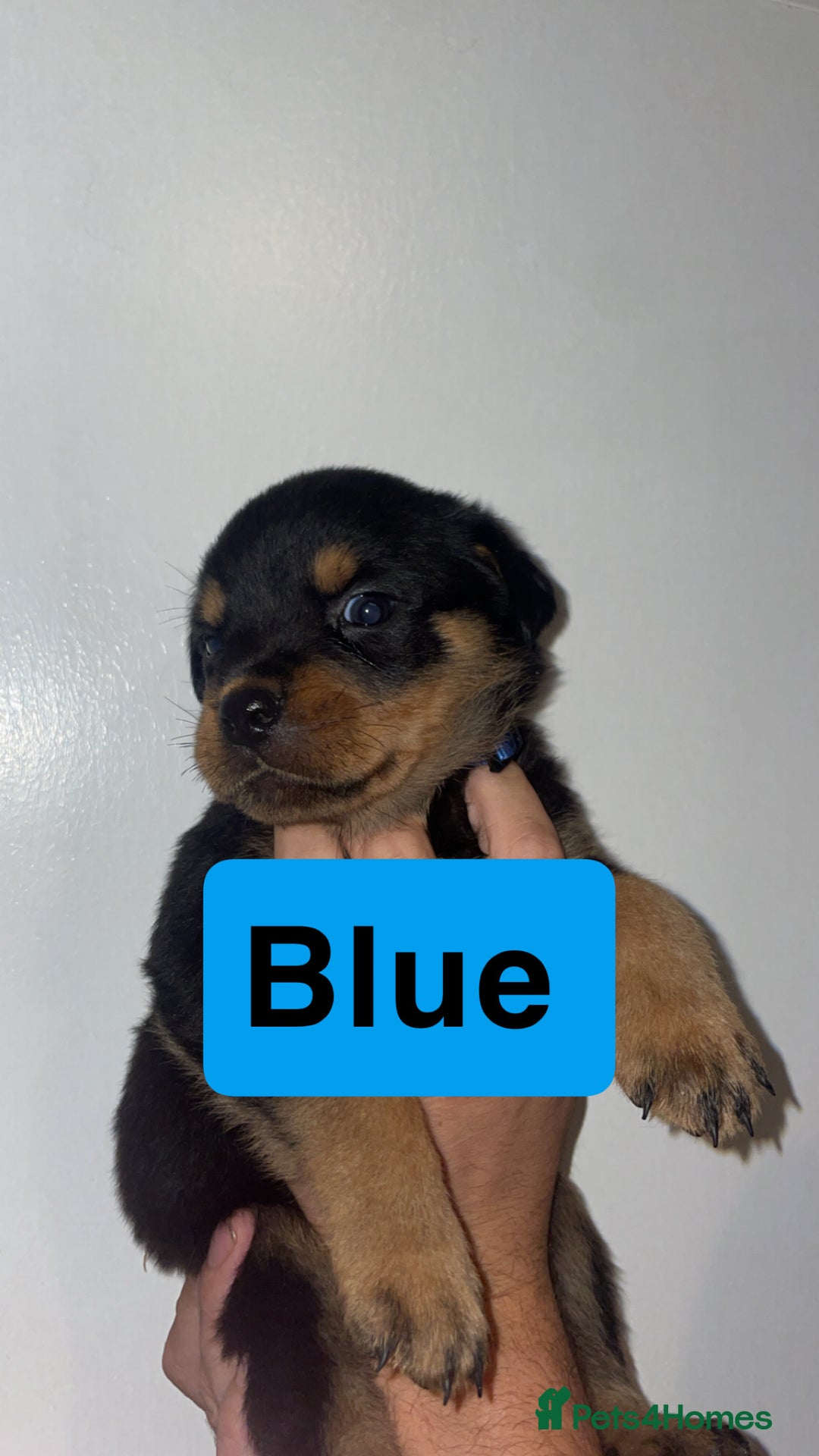Rottweiler dogs for sale: 11 Chucky Rottweiler puppies for sale  - Image 23