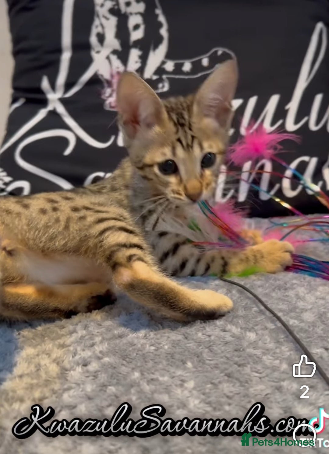 Savannah cats for sale: 12 Weeks Old 5*! -Exceptional Quality Tica Registr - Advert 31