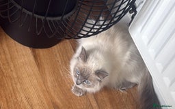 Ragdoll cats for sale: Angel looking for her forever home! - Image 6