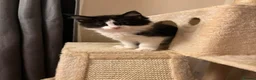 Maine Coon cats for sale: Full Maine coon female  - Advert 1
