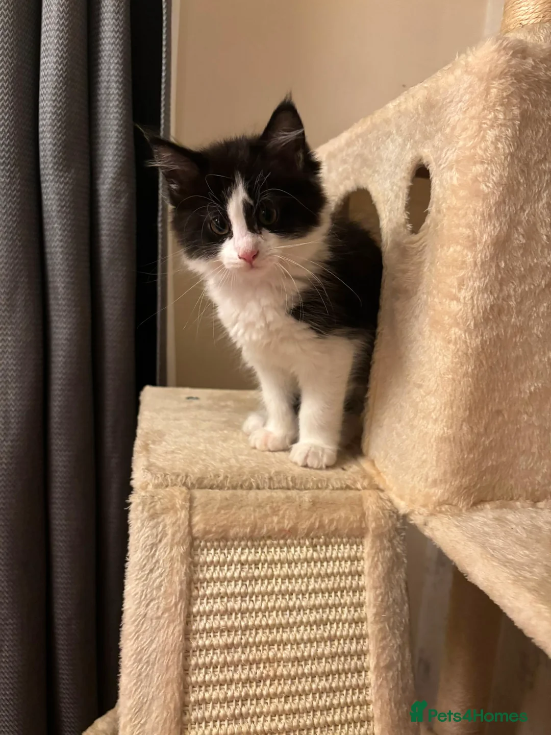 Maine Coon cats for sale: Full Maine coon female  - Advert 1