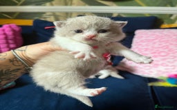 British Shorthair cats for sale: British Shorthair Champion Line kittens 🏆🥇😻 - Image 20