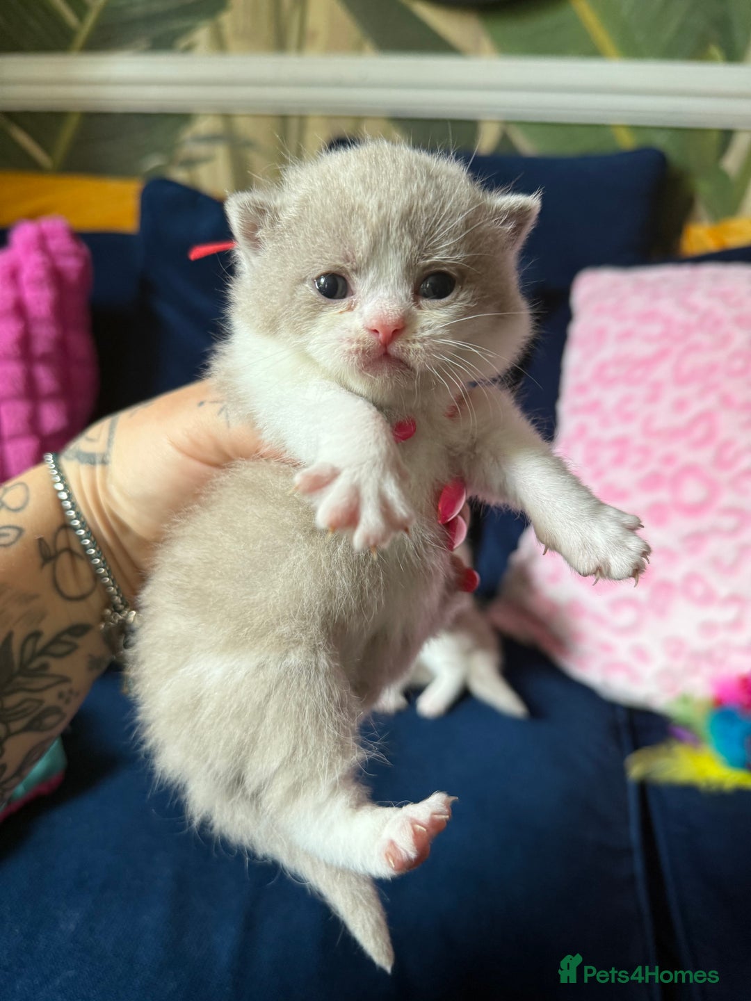 British Shorthair cats for sale: British Shorthair Champion Line kittens 🏆🥇😻 - Image 20