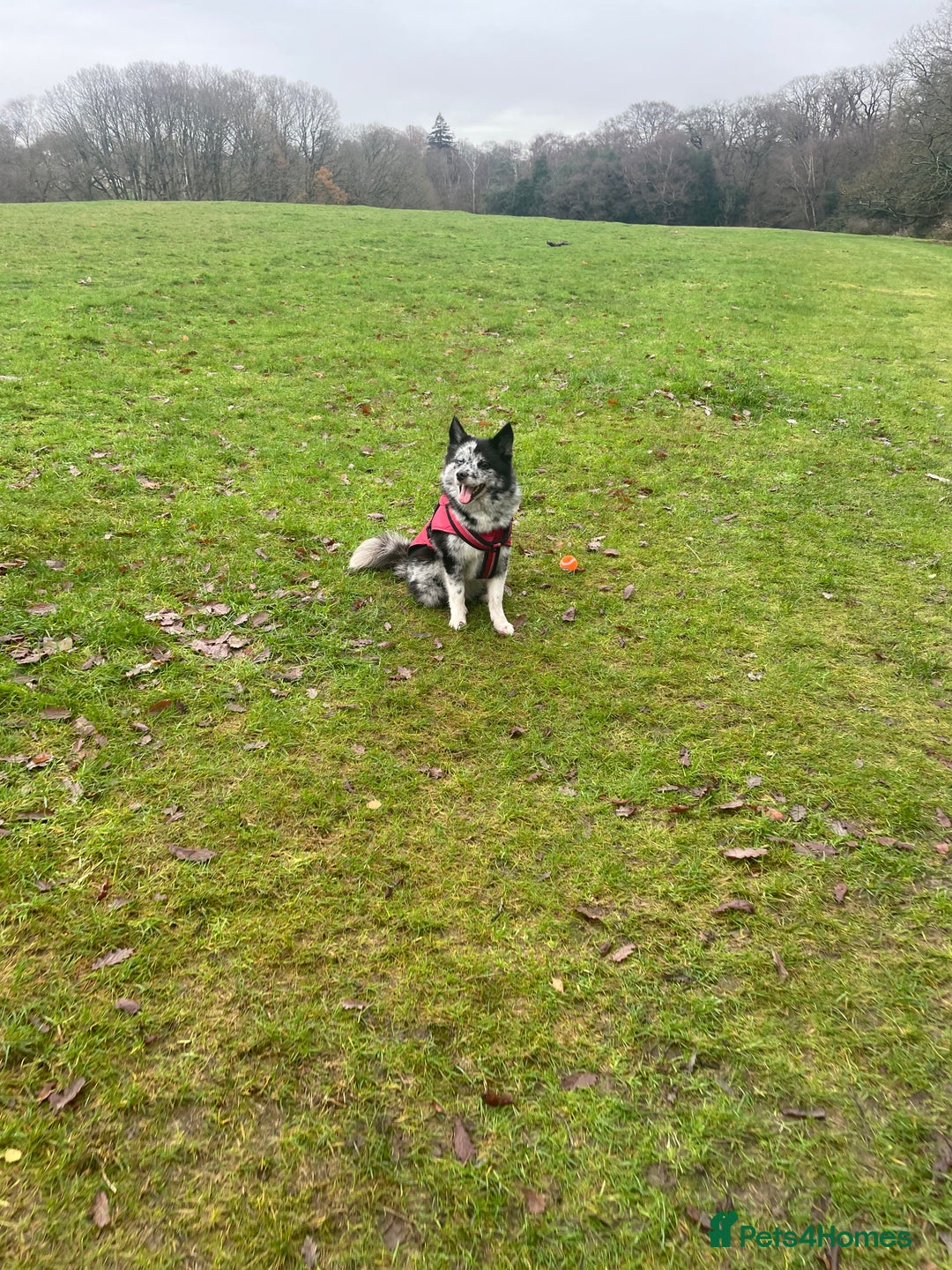 Pomsky dogs for sale: Urgent rehoming needed  - Advert 18