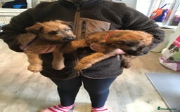 Irish Terrier dogs for sale: 3 Irish terrier bitches - Image 2