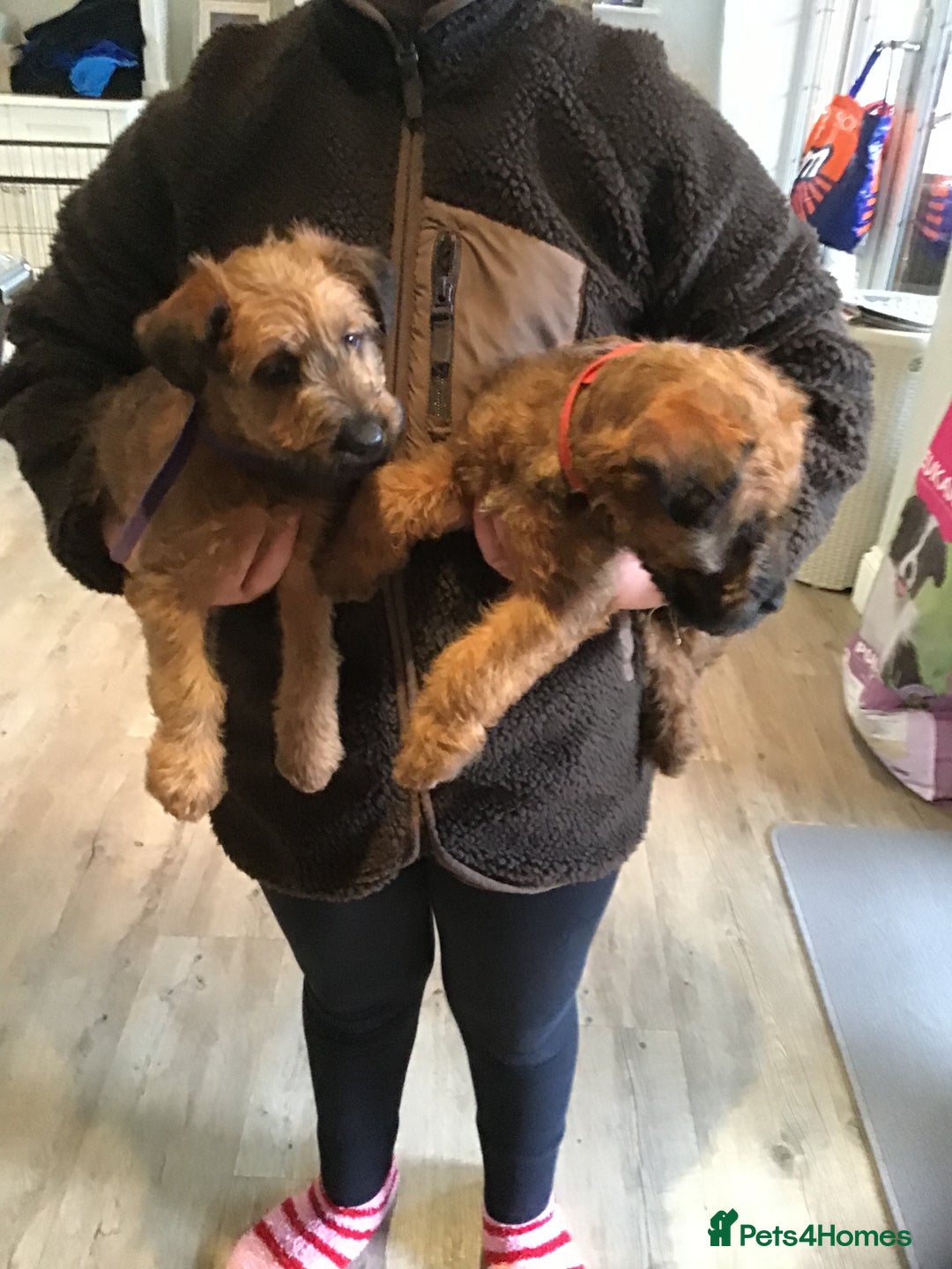 Irish Terrier dogs for sale: 3 Irish terrier bitches - Image 2