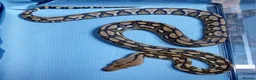 Python Snake reptiles for sale: Mayalan Python Motley Tiger  - Advert 8