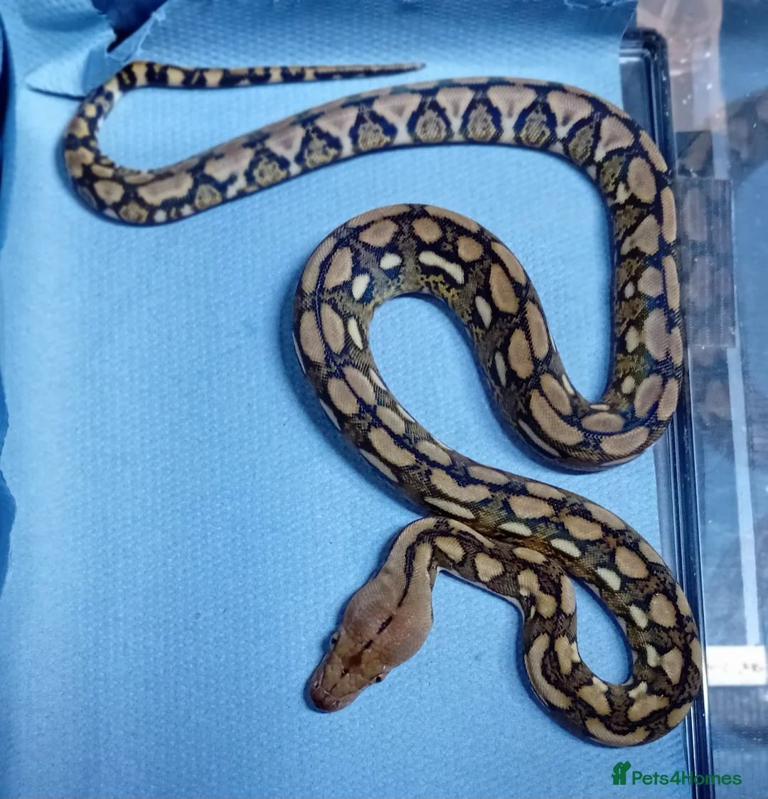 Python Snake reptiles for sale: Mayalan Python Motley Tiger  - Advert 8