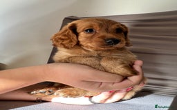 Cockapoo dogs for sale: Adorable Pappy Bread Cockapoo Puppies F2 - Image 6