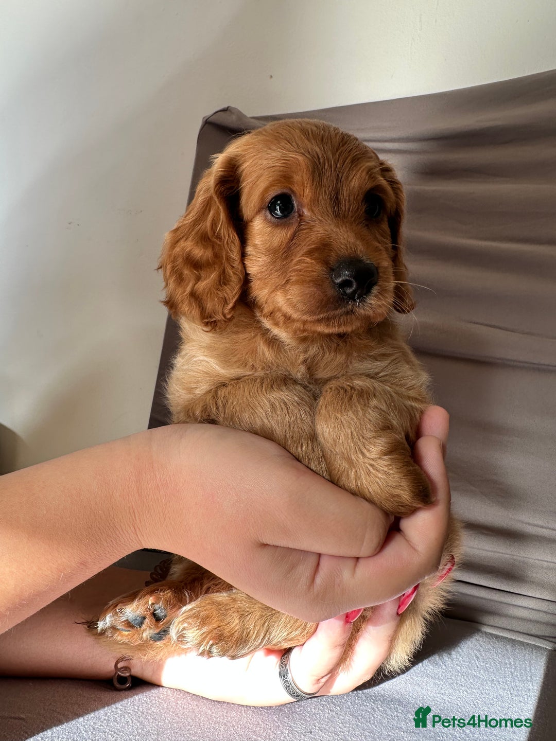 Cockapoo dogs for sale: Adorable Pappy Bread Cockapoo Puppies F2 - Image 6