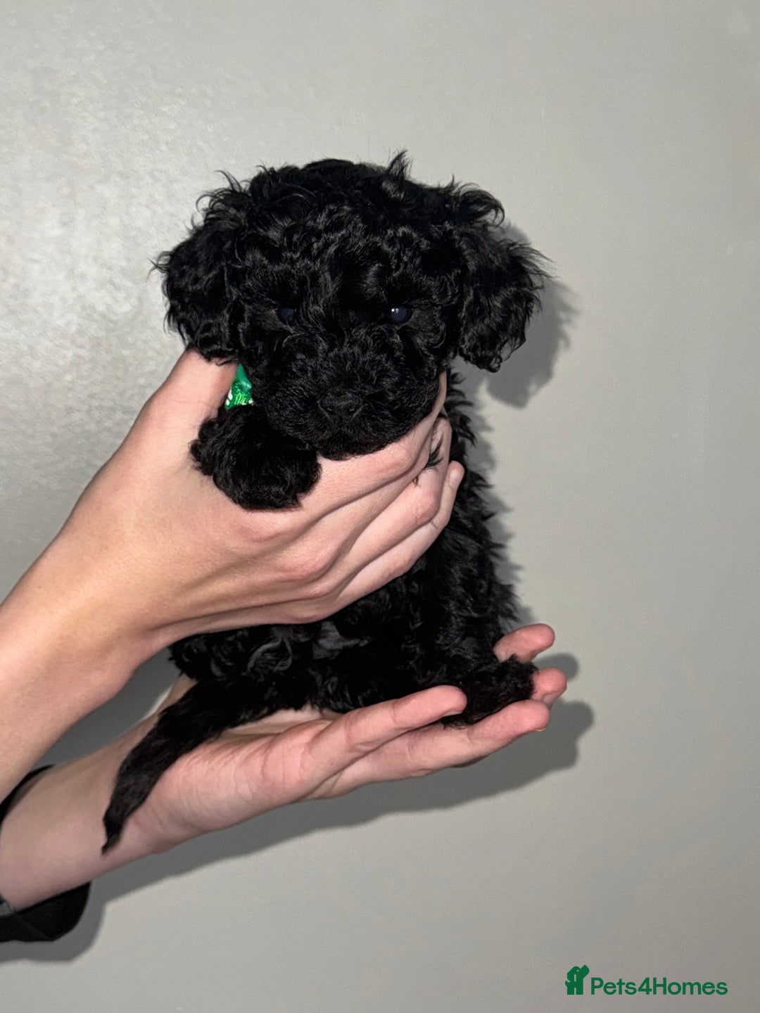Toy Poodle dogs for sale: Beautiful Toy Poodle Puppies - Ready to reserve - Advert 5
