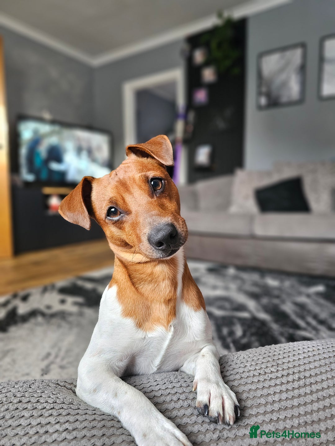 Jack Russell dogs for stud: JRT for mating  - Image 3