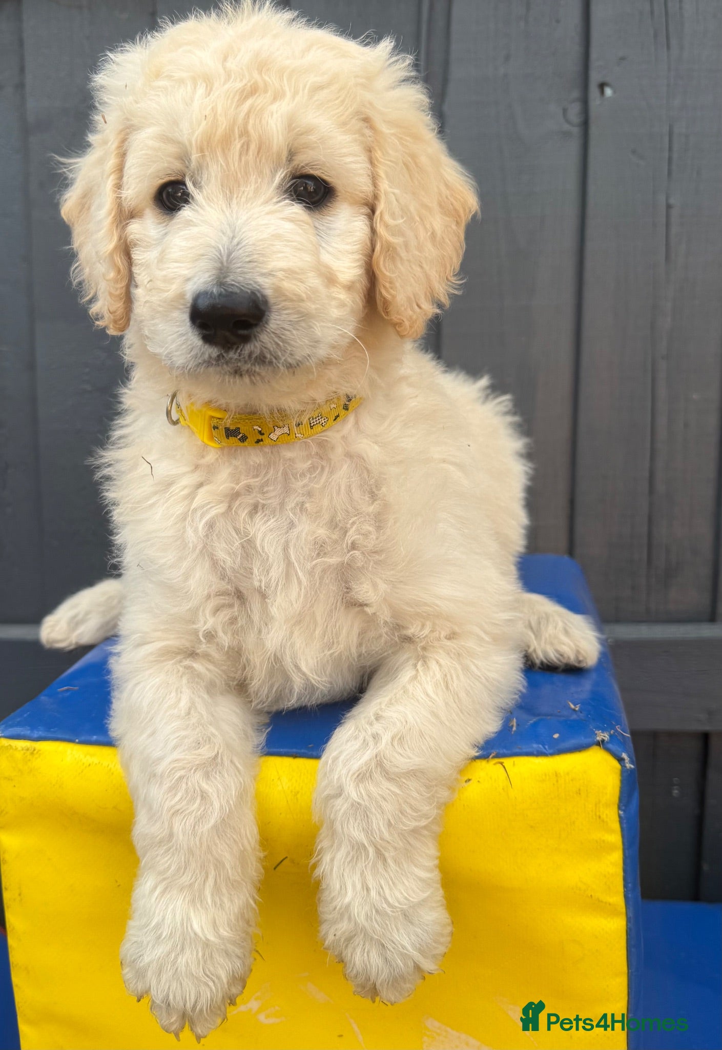 Goldendoodle dogs 🐾 Beautiful Multi-Gen Goldendoodle Puppies - Advert 2