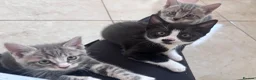 Mixed Breed cats for sale: Gorgeous kittens for sale - Advert 1