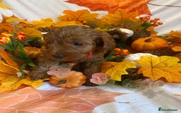 Cockapoo dogs for sale: Golden and Apricot Red F1b Cockerpoos for sale! - Image 18